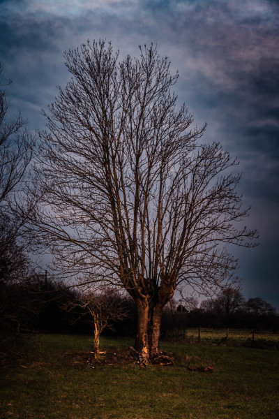 Baum im Abendlicht bei Eversael