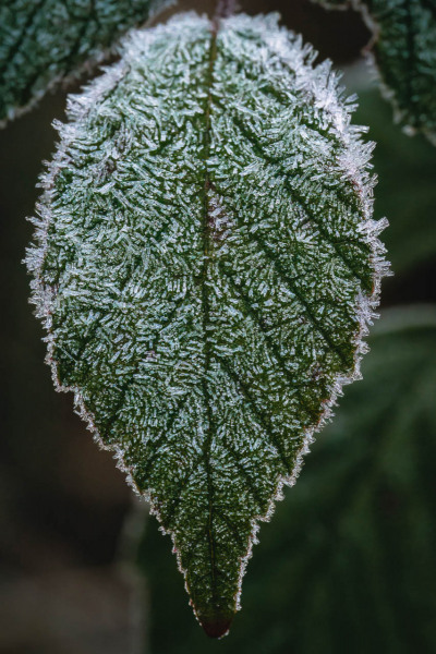 Eiskristalle am Blatt